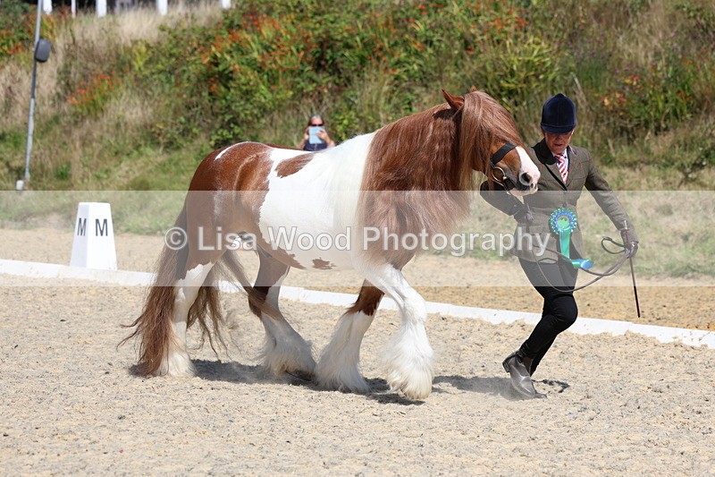 3E7A9884 - In Hand Championship