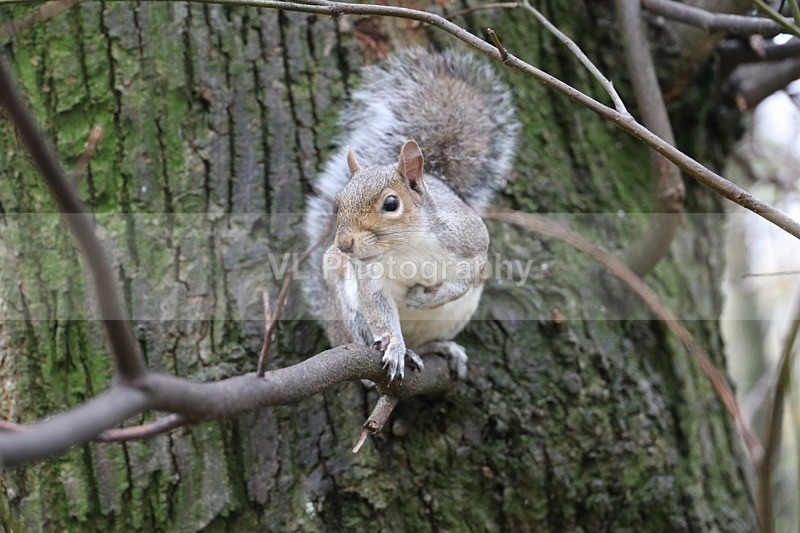 Squirrel - Animals and Birds