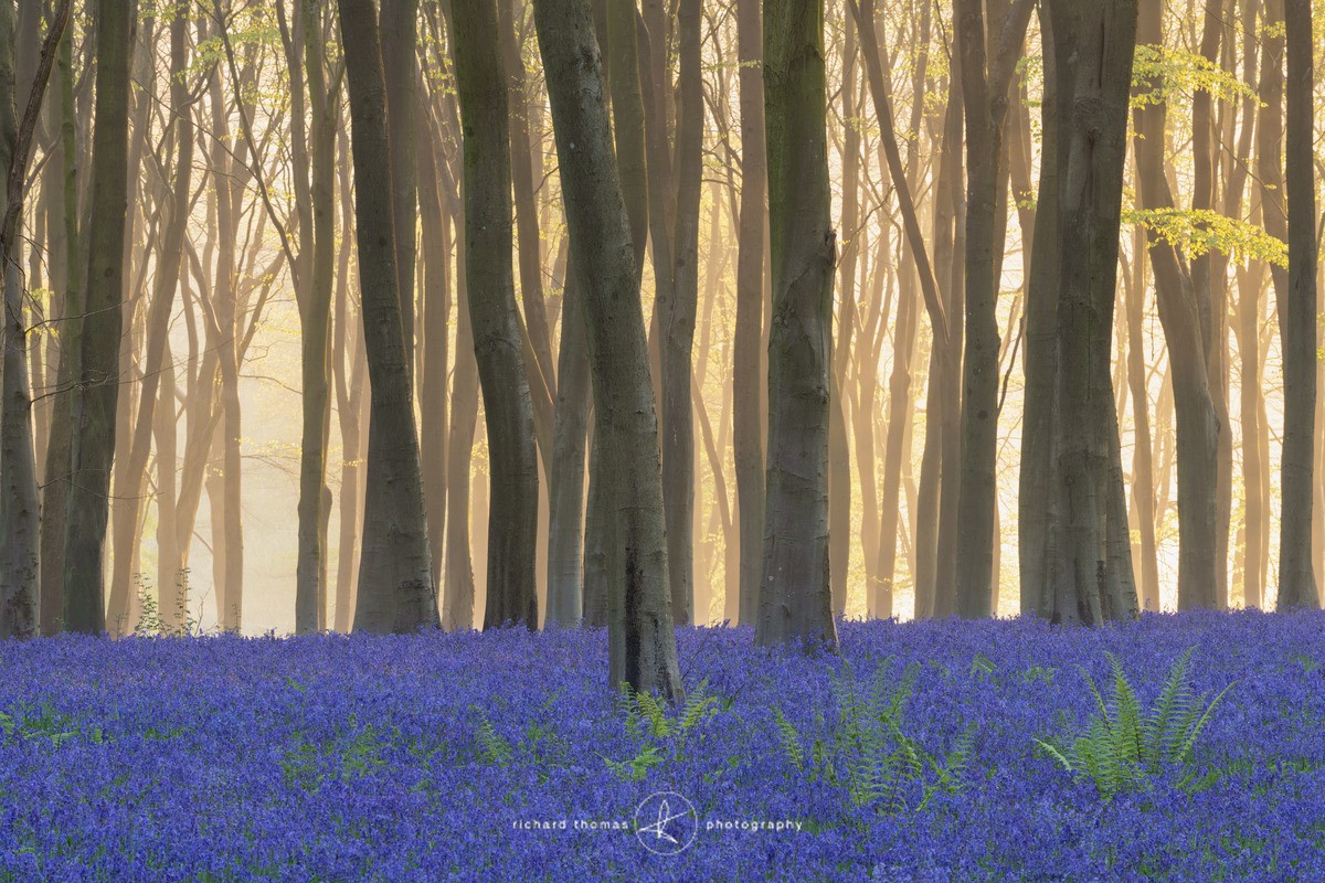 Cool ground - BlueWood