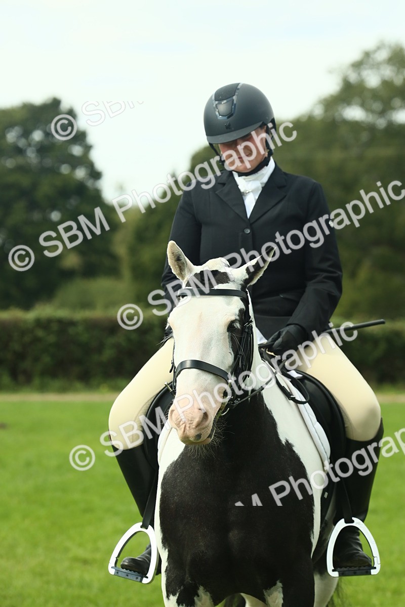 SBM_66436 - S34 - Rehabilitated Rescue Horse & Pony In Hand & Ridden