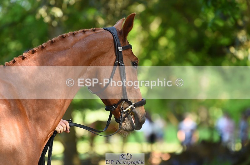 230524-164102-01023 - 111-CREEVAGHSTABLES_IFICUDIWUD-Tim_Cheffings-WEDTrotUp+DR