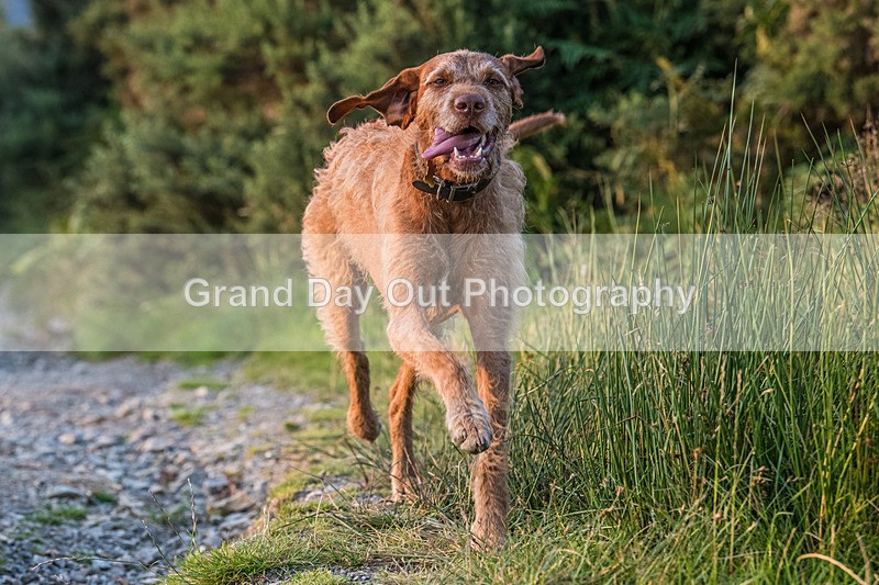 Not Latrigg-938 - Not Round Latrigg Fell Race Wednesday 13th August 2025