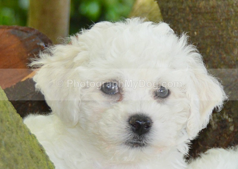  - Bichon Frises