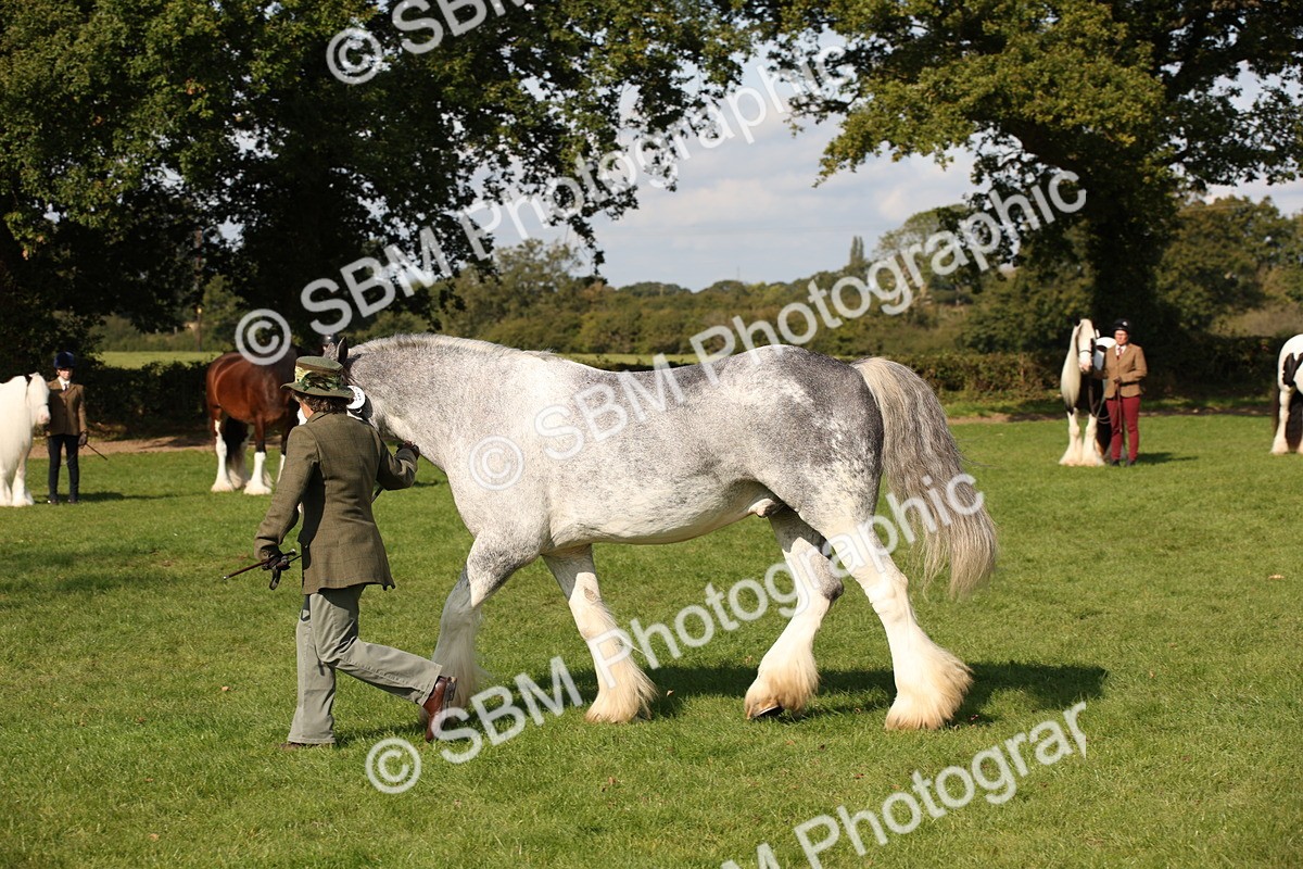 SBM_62249 - S55 - Traditional Cob In Hand