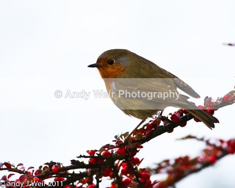 Robin-3807 - Robin