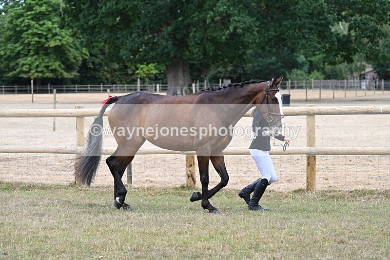 WJ7_8797 - Class 4a Prettiest Mare 14.2hh and over