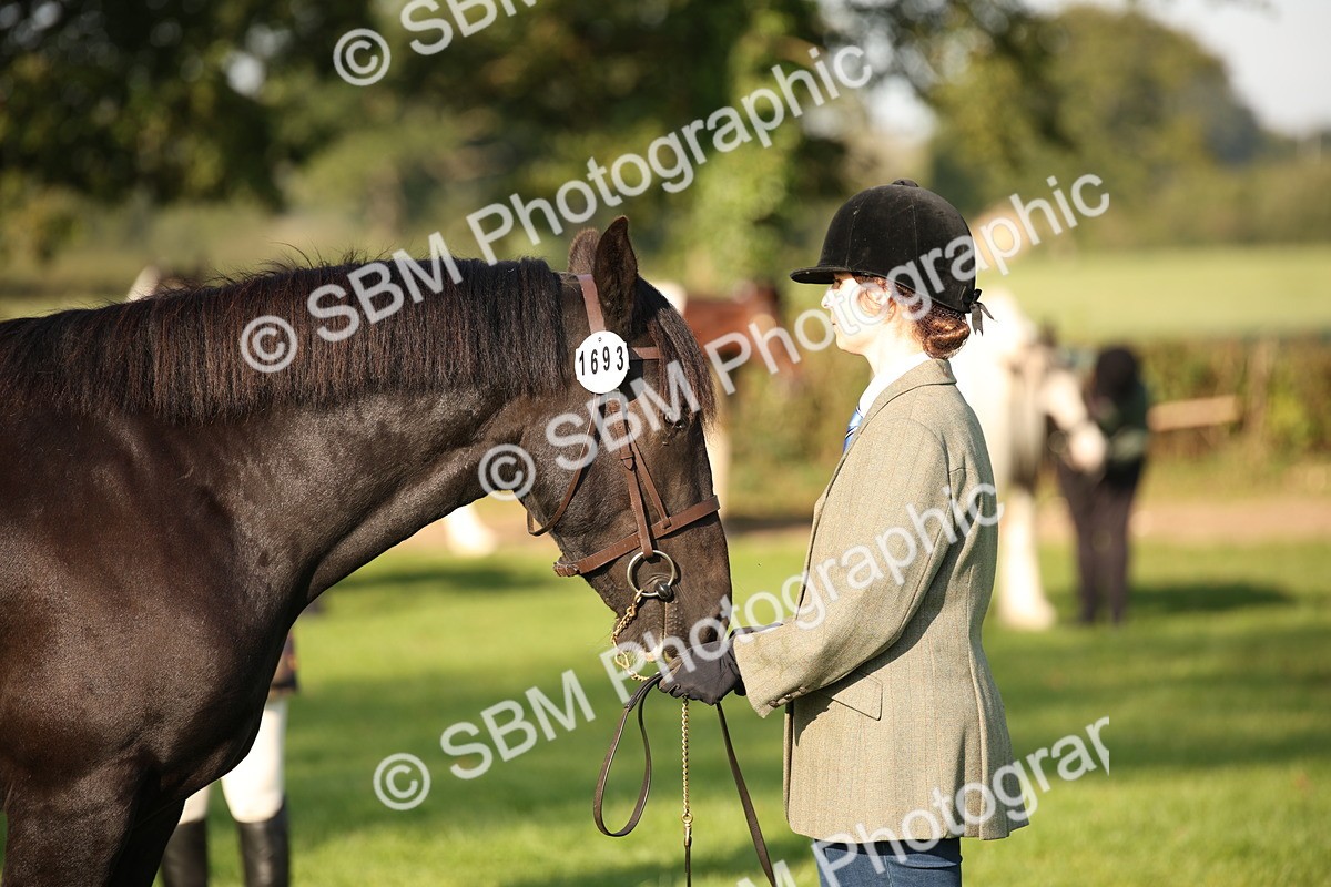SBM_58761 - S51 - Piebald & Skewbald Horse In Hand