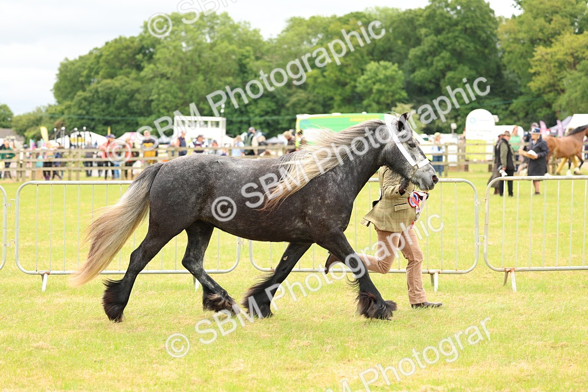 SBM_03567 - Class 58-67 - M&M Non Welsh Pony In hand
