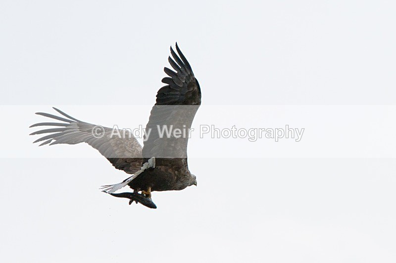 20120529-_MG_9158 - White Tailed Eagle
