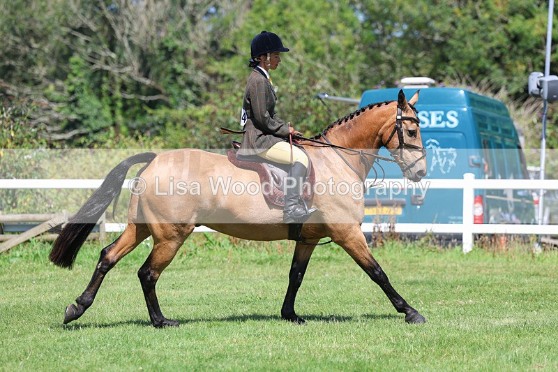 3E7A8956 - Class 6: Open Working Horse