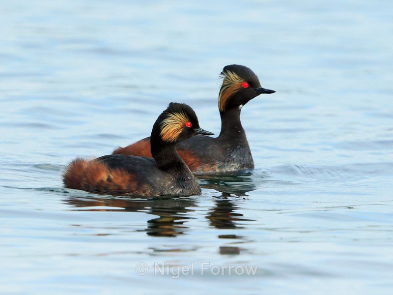 Black-necked Grebes (summer plumage) at Farmoor - Black-necked Grebe
