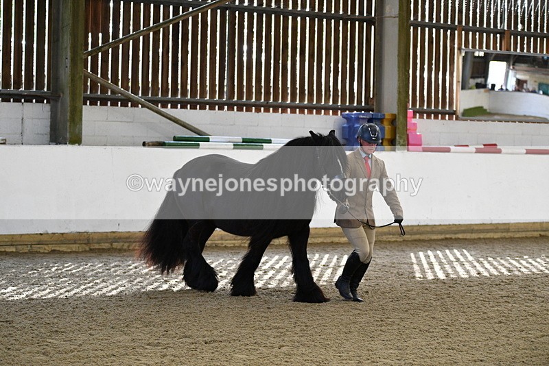 WJ5_4253 - Class 6 In hand M&M - Large Breeds