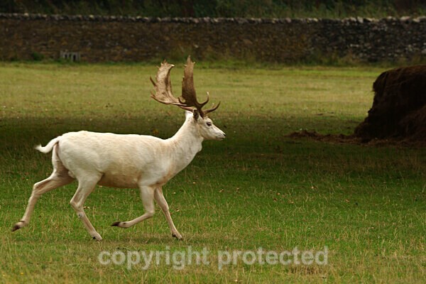  - Bradgate Park