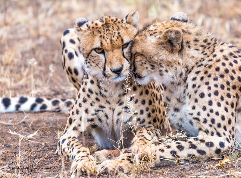 Cheetah Clean 6