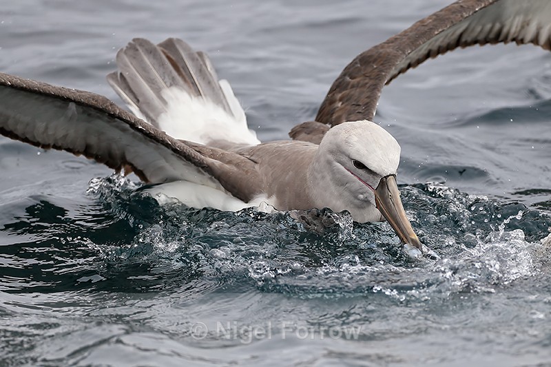 Salvin's Albatross grabs fish scrap, Pacific Ocean, Chile - Salvin's Albatross
