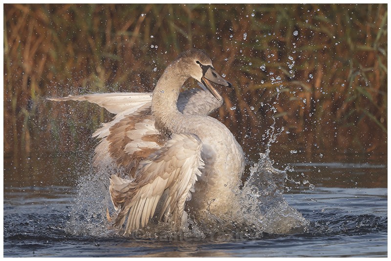 Mute Swan Bathing - Latest Work