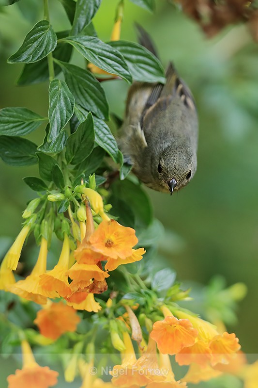 Slaty Flowerpiercer (female) approaches orange flowers, Panama - Slaty Flowerpiercer