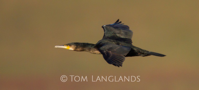 Cormorant - All Other Birds