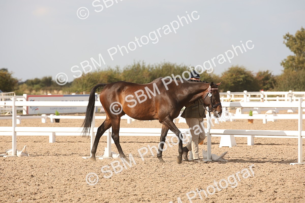 SBM_08132 - Class 27 - IH Competition Horse-Pony