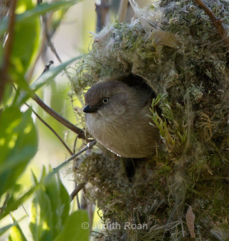 Bushtit female in nest - Backyard Birds of the Pacific Northwest