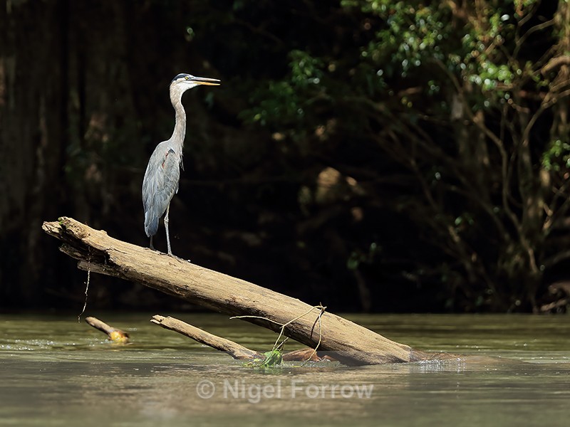Great Blue Heron (adult), Sarapiqui River, Costa Rica - Great Blue Heron