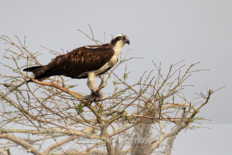 Osprey & fish in tree top, Blue Cypress Lake, Florida - Osprey