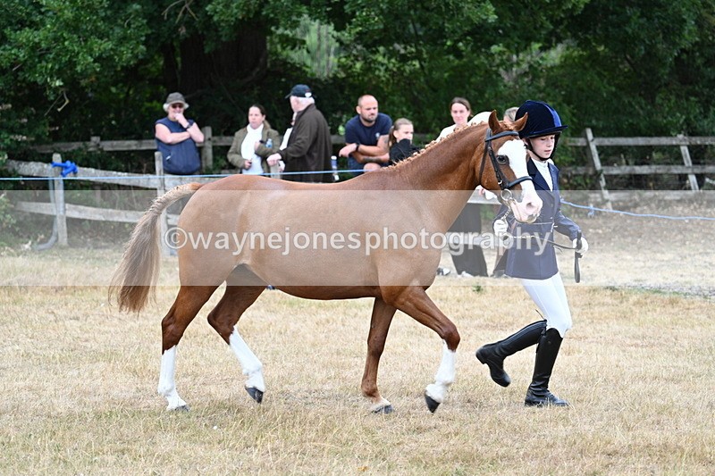 WJ7_8545 - Class 4 Prettiest Mare up to 14.2hh