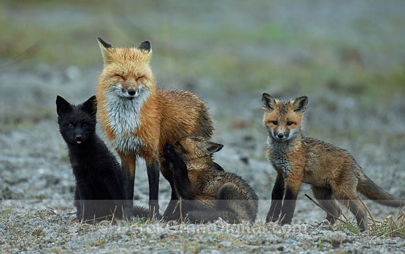 Vulpes Vulpes Vixen Kits Red Fox black Fox Kit - Mammals, Reptiles & Amphibians