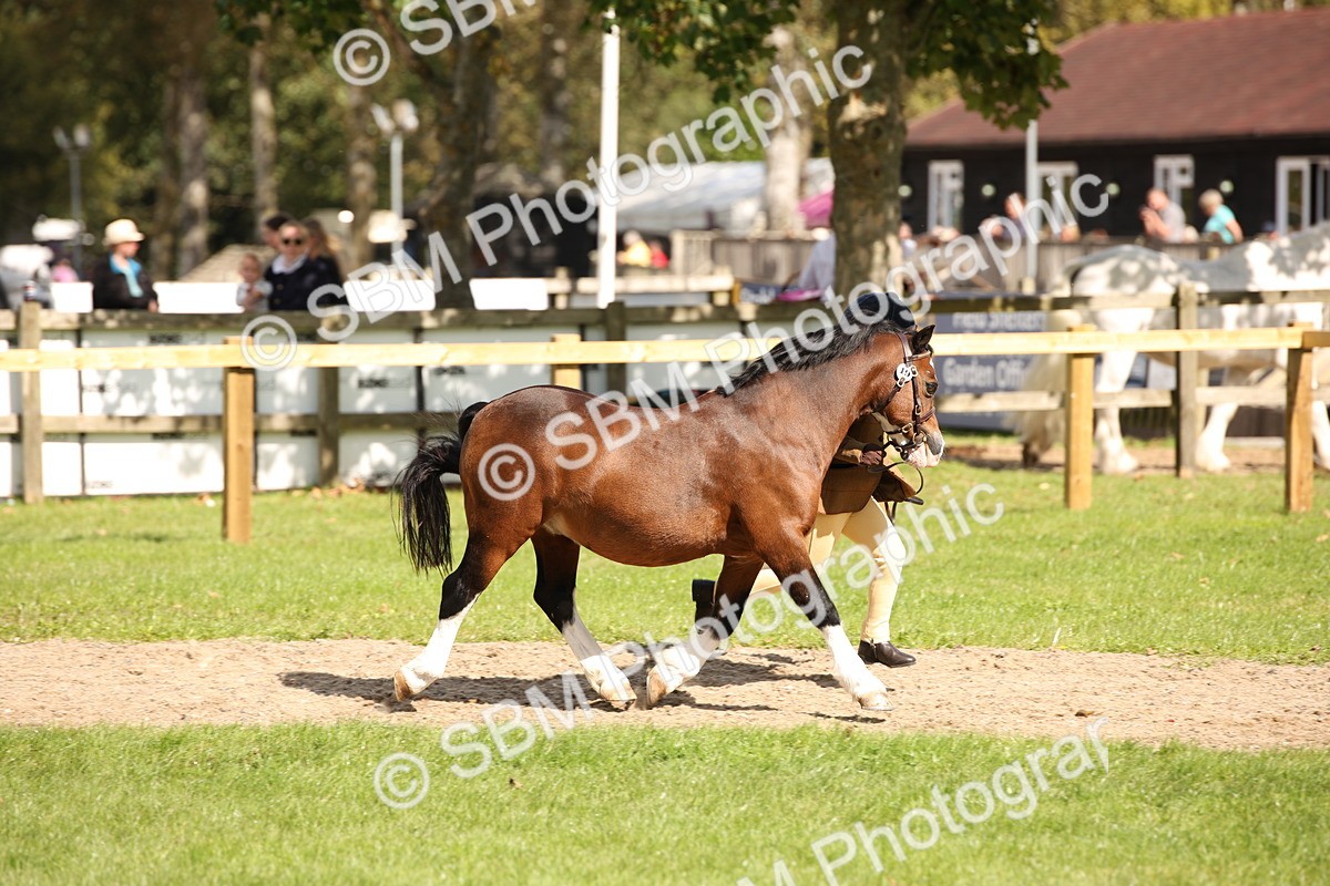SBM_44381 - S24 - Young Veteran in hand