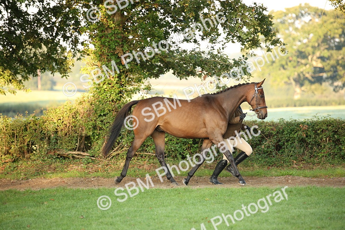 SBM_56842 - S49 - Riding Horse & Hack & Thoroughbred In Hand