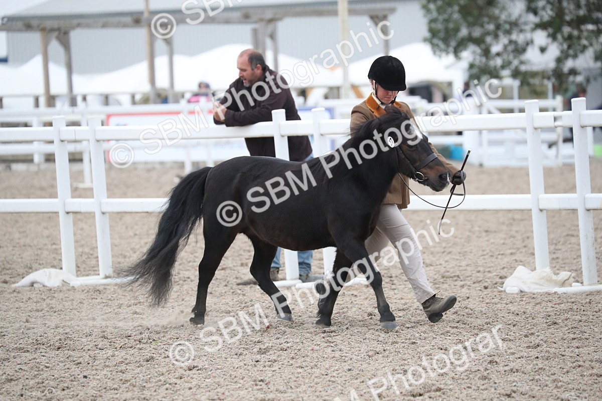 SBM_18305 - Class 318 IH Part bred Horse/Pony