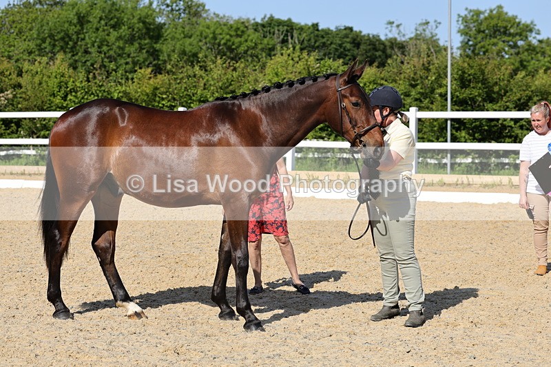 1X9A0794 - Class 4: Youngstock 1, 2, 3 year old to exceed 153cm