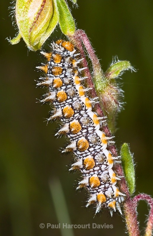  - Bugs: Butterflies