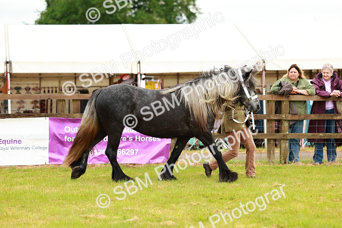 SBM_00364 - Class 58-67 - M&M Non Welsh Pony In hand