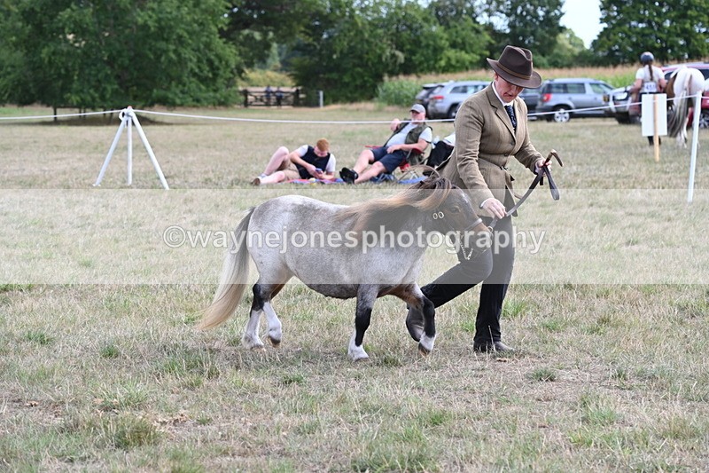 WJ6_6974 - Class 21 Shetland & Mini Horses