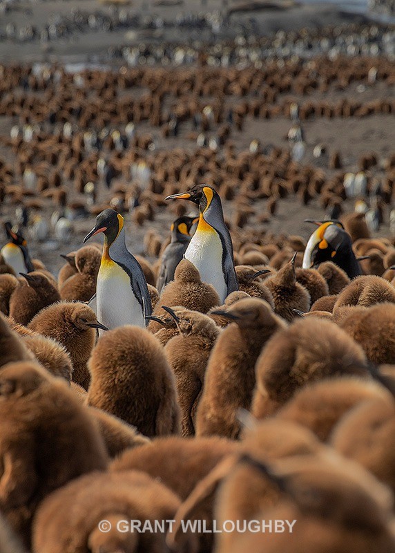 Standing out from the crowd - Antartica