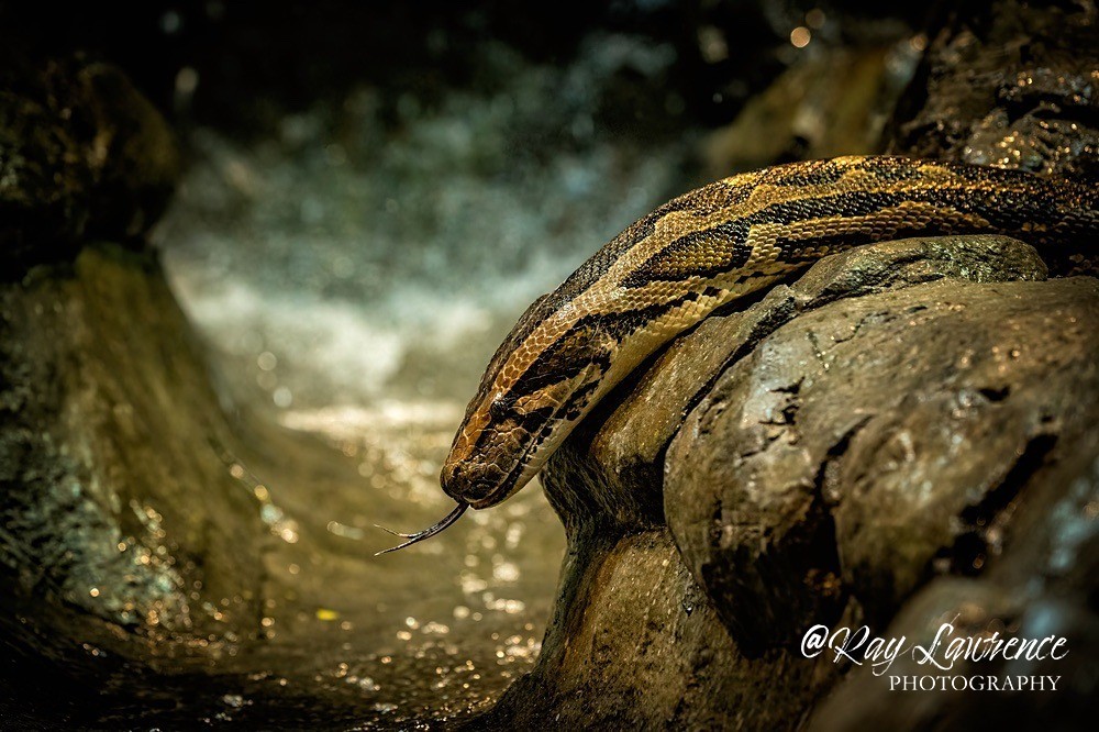 Burmese Python - RLP_4143-2081 - Vulnerable and Beyond