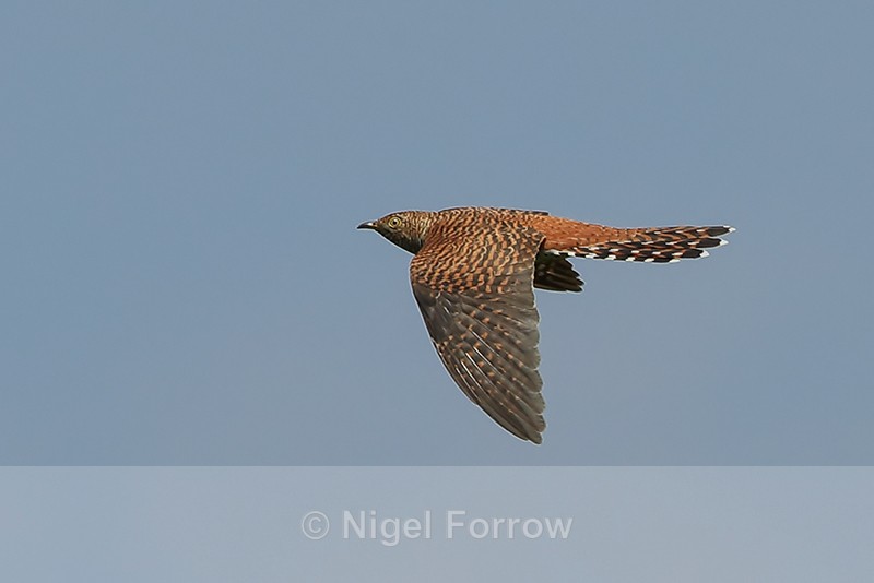 Cuckoo (hepatic morph) flying, Otmoor RSPB - Cuckoo