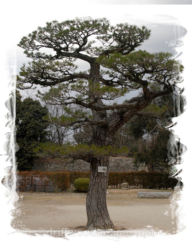 Japan Hiroshima Japan tree border - Japan
