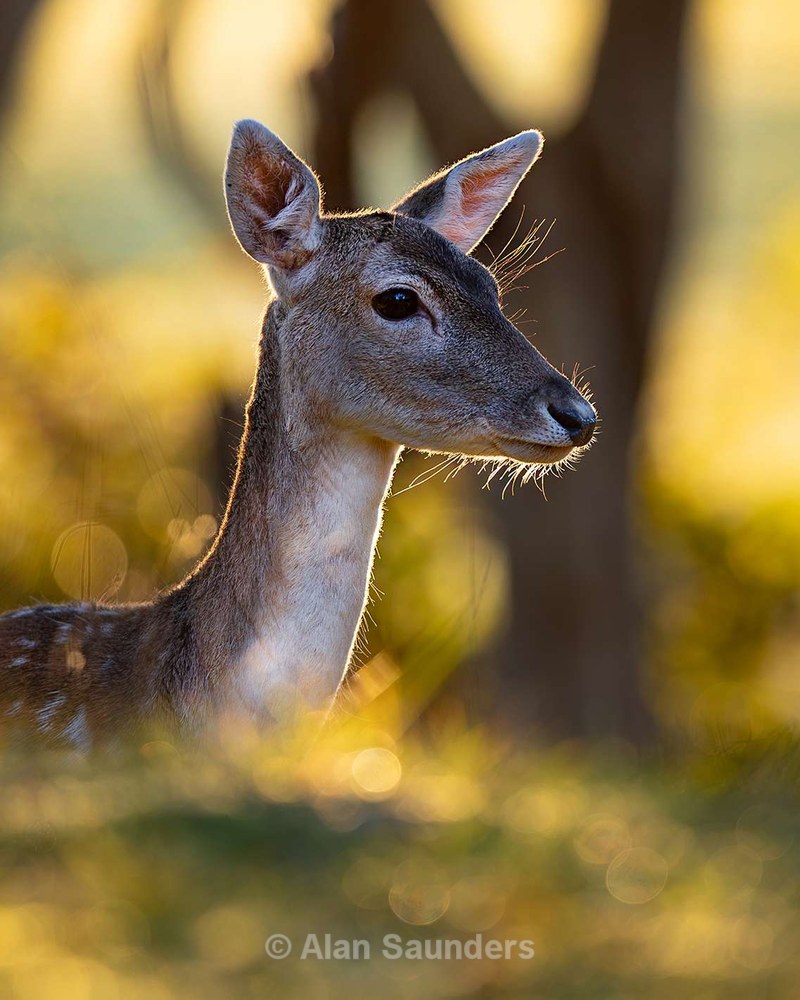 European Fallow Deer 1