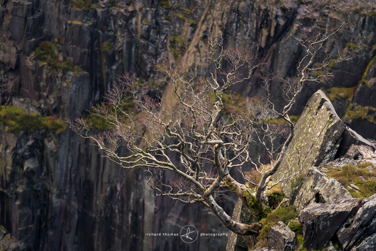 Gripper - Repossession