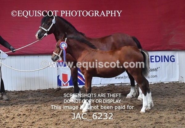 JAC_6232 - 17 Avonmore Little Maeda