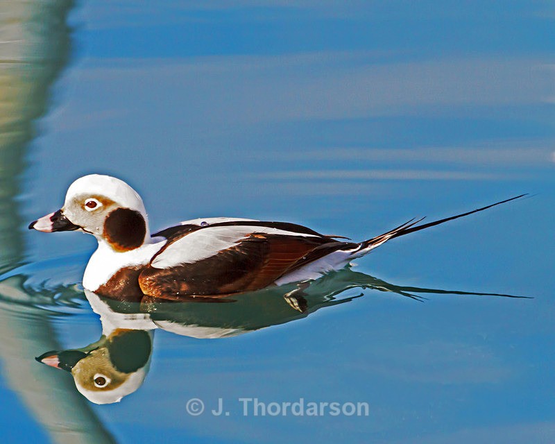  - Ducks