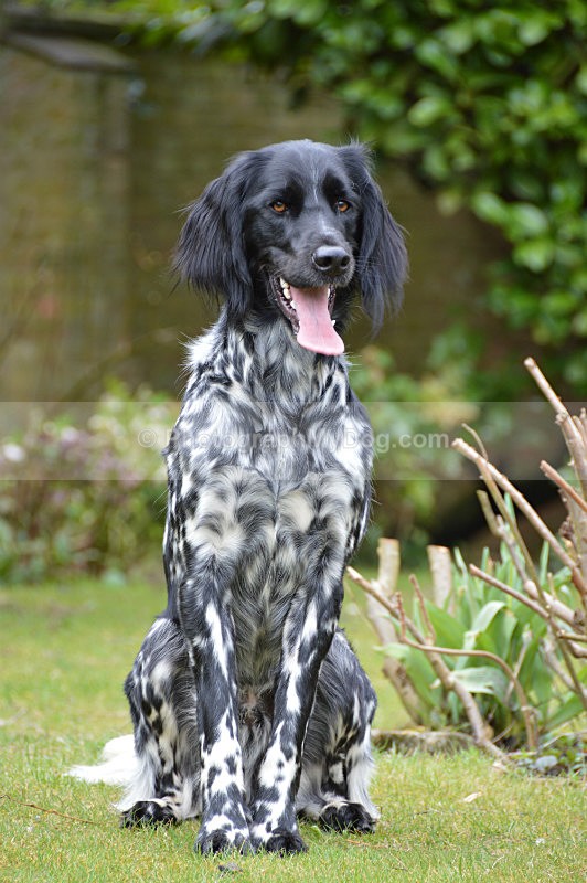  - Large Munsterlander