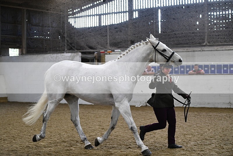 WJ5_4595 - Class 3 Part Bred In hand