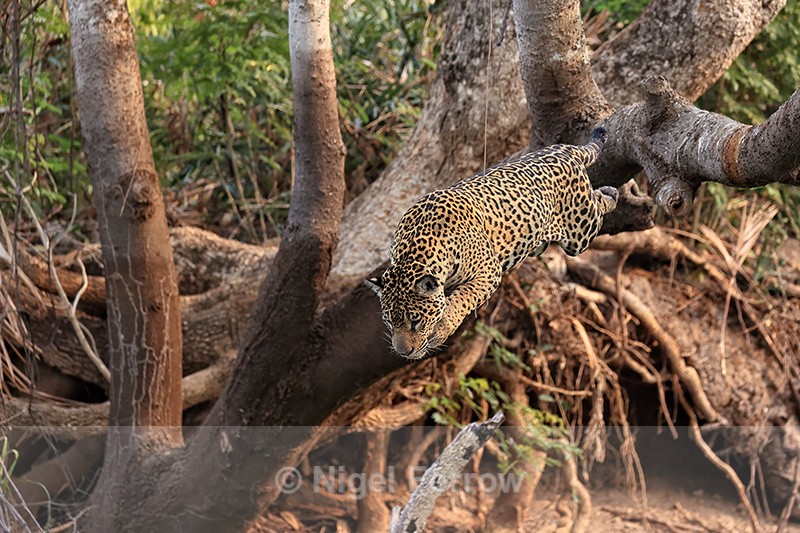 Jaguar hunting sequence (frame 3):  Mid-air, jumping from tree - Jaguar