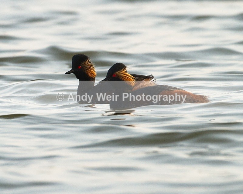 20110328-IMG_3012 - Black-necked Grebe