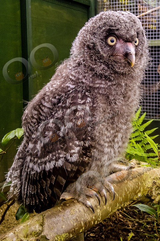 great grey owl stryx nebulosa-00088 - Owls of the World