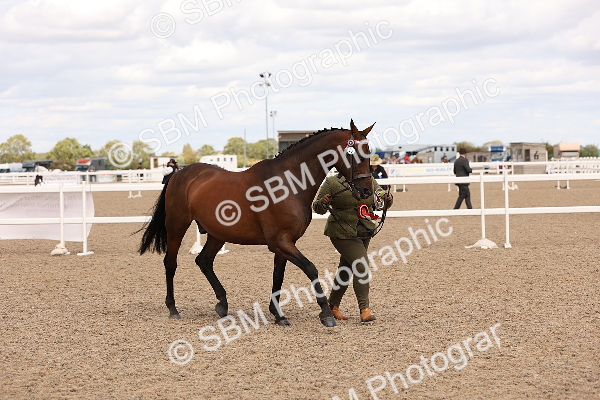 SBM_15415 - Class 210- IH Show Horse