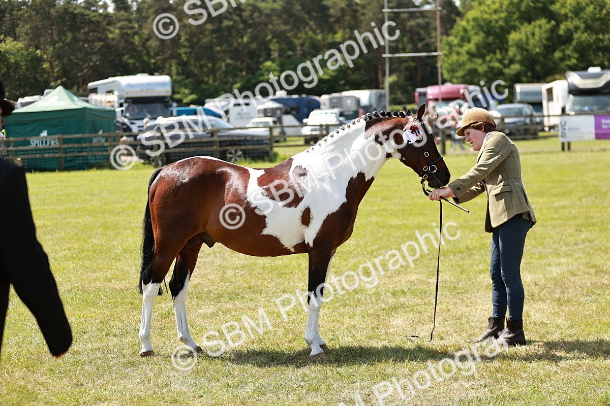 SBM_05449 - Class 41-45 - Riding Pony-Hunter Pony Breeding